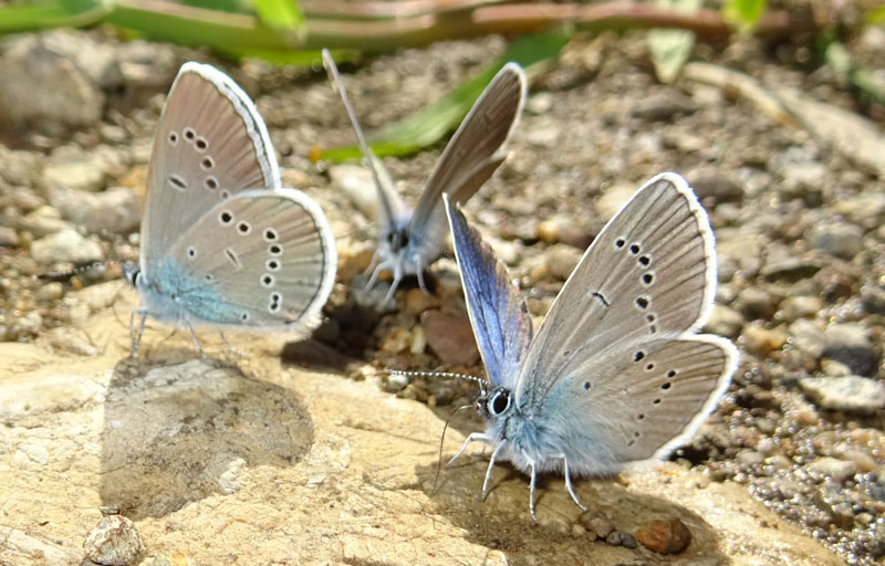 Celastrina o Cupido ? Cupido minimus - Lycaenidae